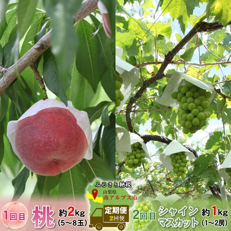 【ふるさと納税】 厳選！2回定期便 桃2kg シャインマスカット1kg山梨県南アルプス市産 ふるさと納税 シャインマスカット 定期便 フルーツ定期便 マスカット 葡萄 ぶどう 果物 おすすめ 山梨県 南アルプス市 送料無料 ALPBV011
