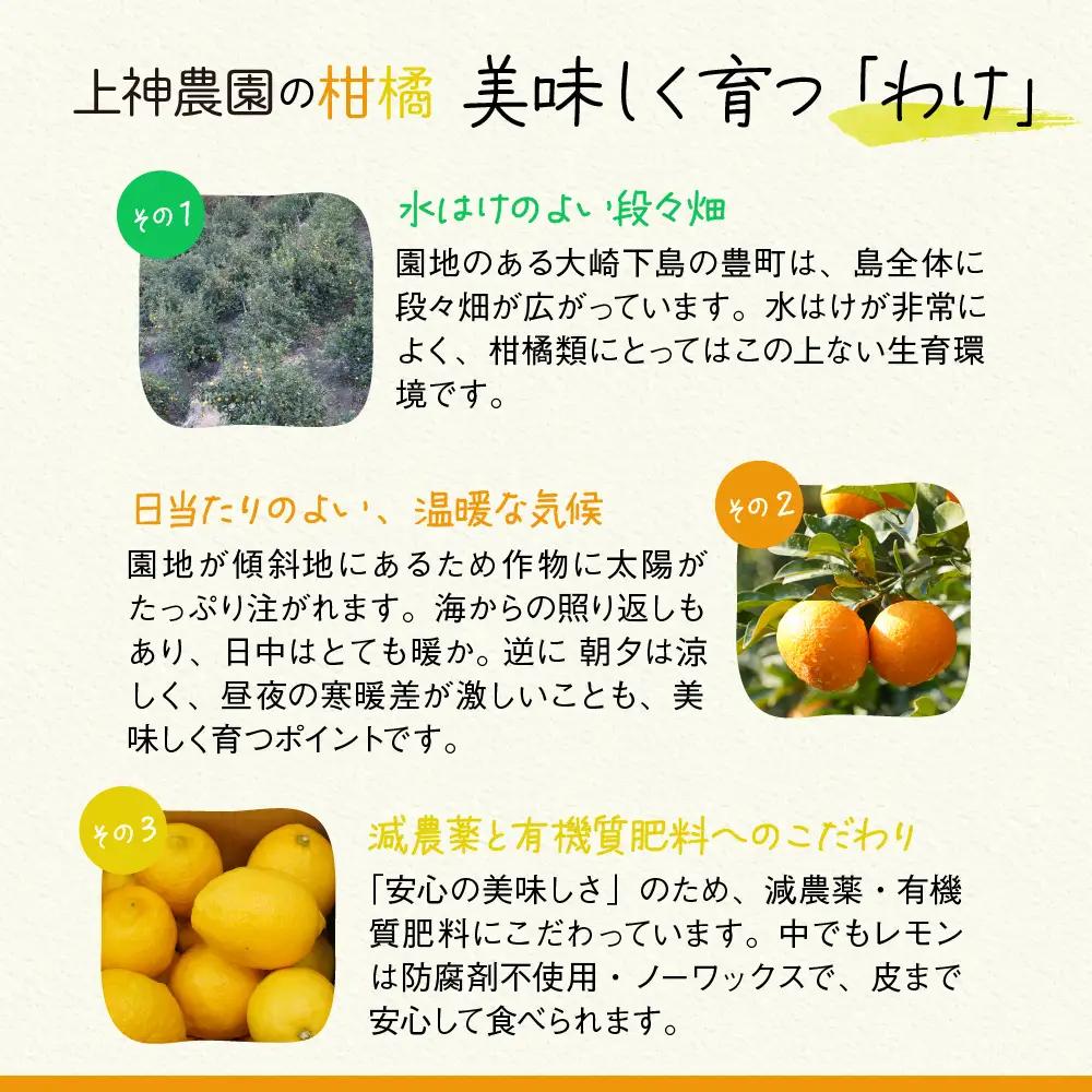 先行受付 2027年3月上旬～発送 の清見オレンジ 約10kg 柑橘