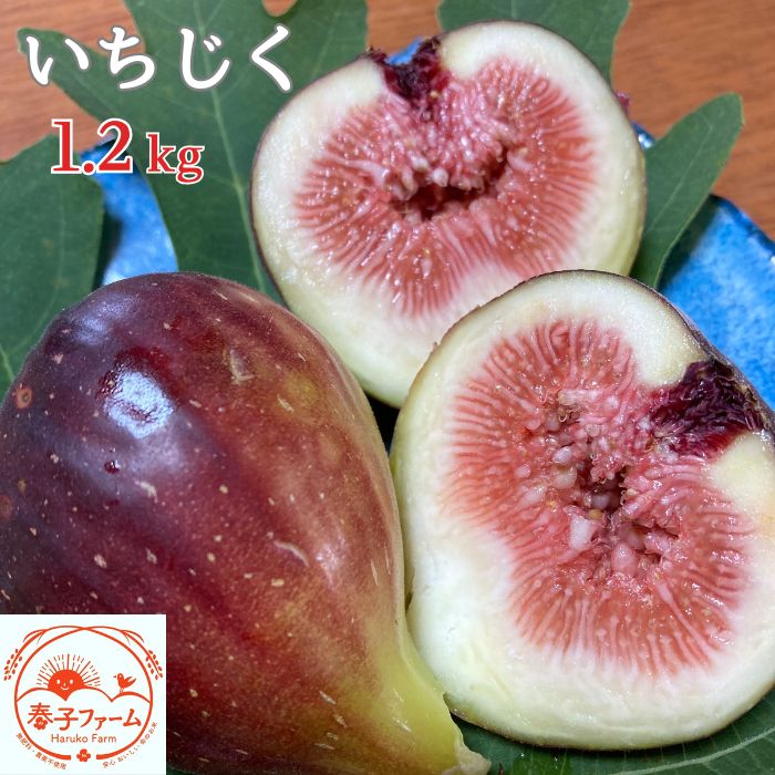 【ふるさと納税】《2026年8～10月発送》いちじく（桝井ドーフィン） 1.2kg ／ 無花果 イチジク フルーツ 果物 くだもの 桝井ドーフィン ドーフィン