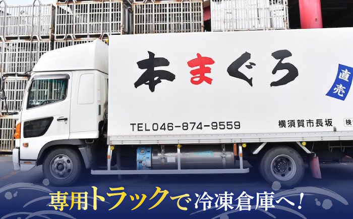 天然 まぐろ 冷凍ぶっこみブロック3Kg【本まぐろ直売所】 [AKAK002]
