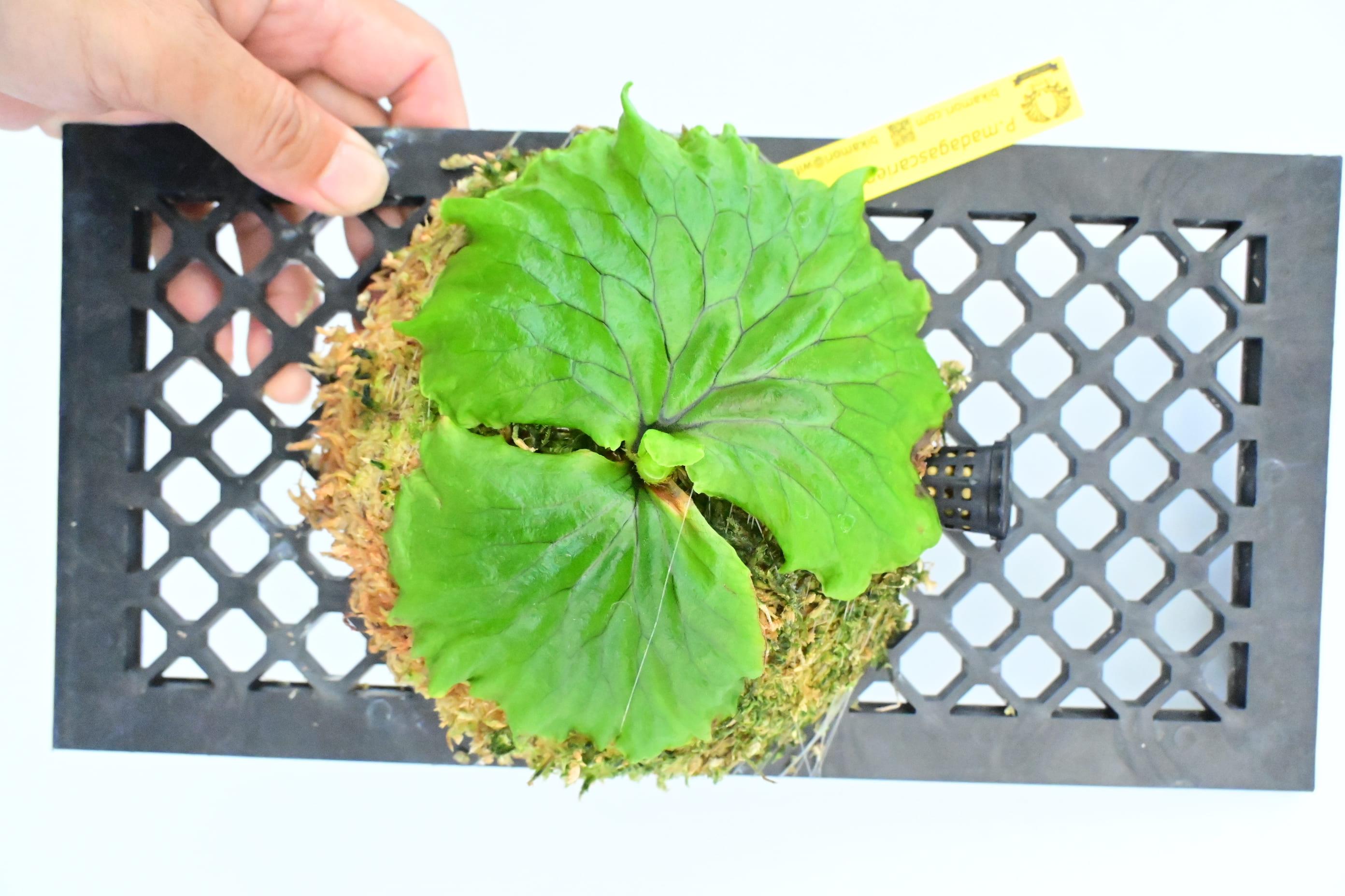 【ふるさと納税】ビカクシダ　マダガスカリエンセ琉球松板付け（壁掛け用）