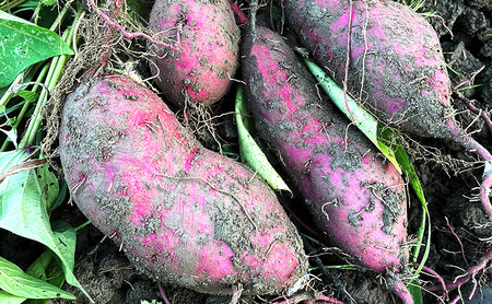 紅はるか 3kg サツマイモ 【11月以降順次発送】 　さつまいも 芋 京都府 南丹市