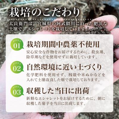 ふるさと納税 宮城県 【宮城県産】朝採りエシャレット500g(若採りらっきょう)国産生食用 西根の森|太良衛門 |  | 01