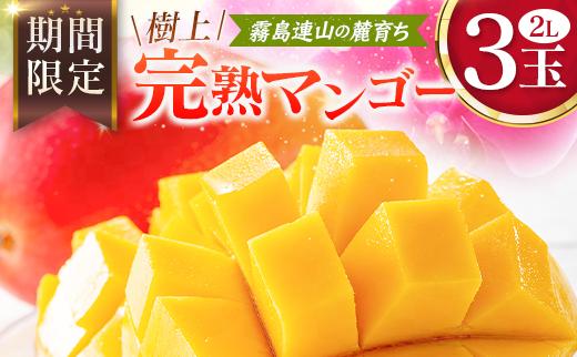 宮崎 樹上完熟 マンゴー 2Lサイズ×3玉 霧島連山の麓育ち 宮崎県産 トロピカル フルーツ お取り寄せ 果物 旬