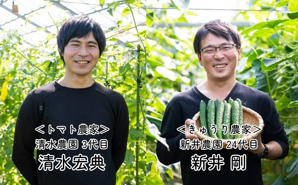 トマト きゅうりセット 計約2kg | とまと キュウリ tomato 胡瓜 国産 野菜 野菜セット 旬の野菜 野菜詰め合わせ 詰め合わせ つめあわせ 旬 季節限定 産直 産地直送 新鮮 採れたて 獲