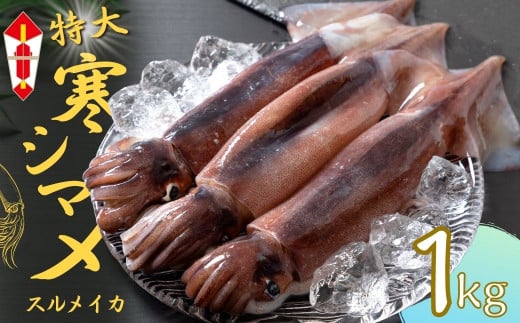【のし付き】【朝どれ寒シマメ 特大サイズ 3～4杯】1kg～1.2kg いか イカ スルメイカ 寒シマメ 朝どれ寒シマメ 御歳暮 ギフト