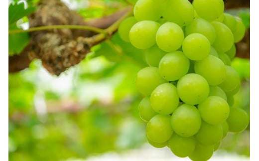 ぶどう 2026年 岡山県産 マスカット・オブ・アレキサンドリア 1房  赤秀 550g以上