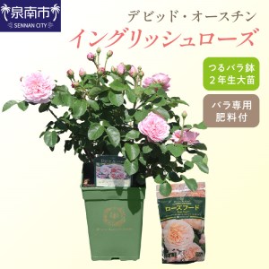 【 イングリッシュローズ 】 デビッド・オースチン つるバラ鉢苗（バラ専用肥料付） 花 バラ 薔薇 ばら インテリア ガーデニング フラワー つるバラ鉢苗 鉢苗 植物 薔薇苗 フラワー 初心者【025