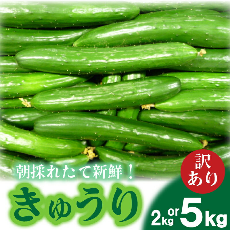 【ふるさと納税】 【2026年度発送 先行予約 】 きゅうり 訳あり 2kg or 5kg 朝採れ 野菜 赤土 キュウリ 胡瓜 新鮮 カリカリ 山口産 もぎたて 料理 お弁当 サラダ 大容量 遠足 ピクニック 下関市 山口 期間限定【2026年9月より出荷】