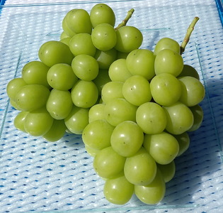 シャインマスカット 約1kg(2～3房)【先行予約・数量限定】カナダ人農園主 ぶどう ブドウ マスカット フルーツ 果物 くだもの 皮ごと 甘み デザート 産地直送 世羅 ラピアビンヤード【2026年