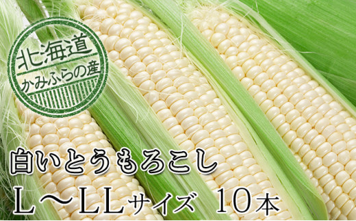 
朝採り【白いとうもろこし】L-LL 10本セット≪北海道上富良野町産≫
