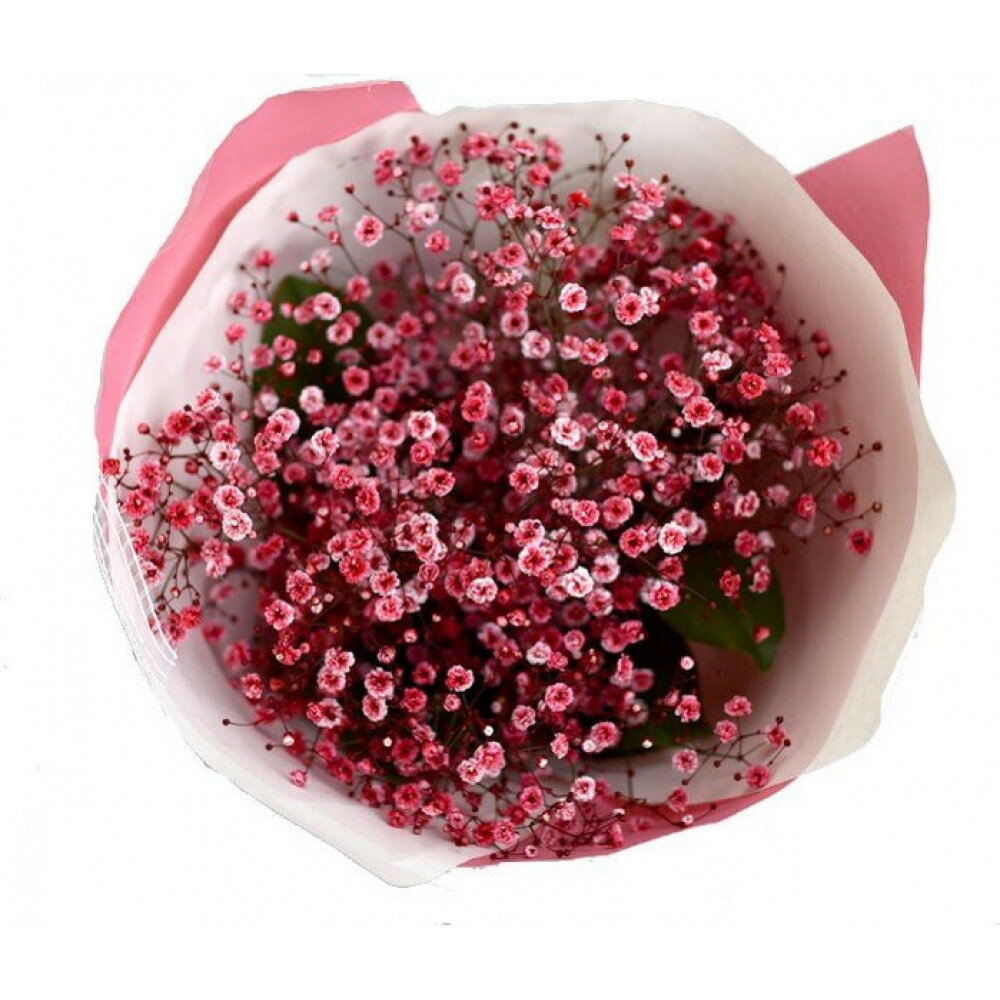 【ふるさと納税】チェリーかすみの花束 かすみ草 カスミソウ 花束 花 誕生日 成人式 卒業祝い 初節句 ひな祭り バレンタイン お返し 結婚 ウエディング 送別 祝い プレゼント 赤いかすみ草 チェリー レッド 生花送料無料 お母さん 記念日