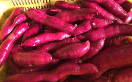 先行予約 さつまいも 紅はるか 5kg 収穫後熟成 [2025年2月上旬～順次発送予定] 三条市下田産ブランド「越紅(こしのくれない)」  [まもる農園] 【010S205】