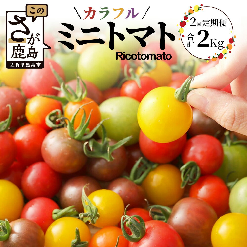 【ふるさと納税】カラフルミニトマト【2回定期便】カラフルミニトマト Ricotomato 1kg 月1回 年2回発送 野菜 とまと トマト 佐賀産 佐賀県 鹿島市 送料無料 春 夏 旬 D-92