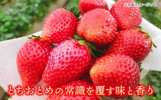 【先行予約】【数量限定200セット】嘉山農園の完熟バラ詰めいちご とちおとめ（260g×2パック）イチゴ 苺 フルーツ 果物 いちご 大粒 大容量 たっぷり 2パック 完熟 とちおとめ 農園 小分け 