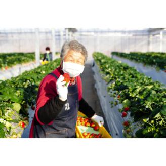 【春いちご】 食べ比べ!大粒『スカイベリー』、『とちあいか』300g×1パックずつ【配送不可地域：離島】