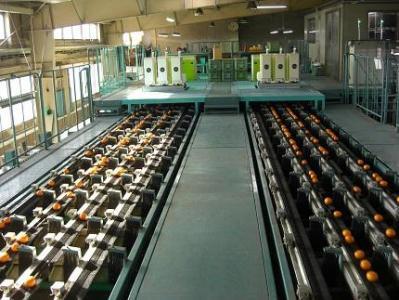 有田みかん 5kg 2Sサイズ 光センサー使用 高糖度