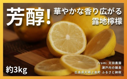 【2027年 1～2月発送】 芳醇! 文田農園のレモン 約3kg 瀬戸内 広島 大崎上島 離島 柑橘 檸檬 露地栽培 果物 フルーツ 贈答用 ギフト 送料無料 産地直送 お取り寄せ