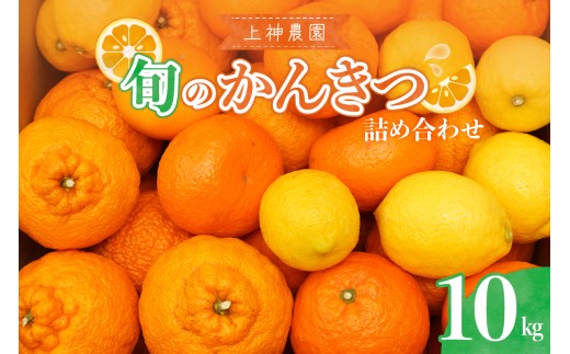 【先行受付】 【2026年11月中旬～発送】 上神農園 旬の柑橘詰め合わせ 約10kg 産地直送 かんきつ 柑橘 詰め合わせ みかん レモン マイルド清見 西南のひかり 青島みかん ポンカン いよかん はれひめ 不知火 せとか はるか 紅はっさく 清見オレンジ 紅甘夏 サンフルーツ 川野甘夏 広島県呉市 広島県 呉市 広島 呉 ku011-023-26