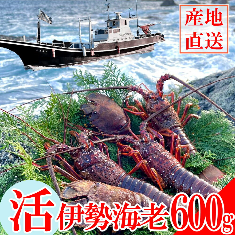 【ふるさと納税】 【天然】 活伊勢海老600g お刺身 お鍋 しゃぶしゃぶ 天然 国産 魚介 海鮮 惣菜 送料無料 伊勢海老 伊勢エビ 伊勢 海老 エビ イセエビ 生きたまま お祝い ギフト 刺身 キャンプ BBQ 鮮魚 人気 be001