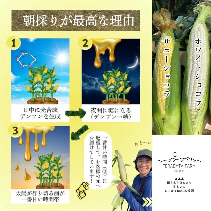 とうもろこし サニーショコラ 10本 | 寺畑農園