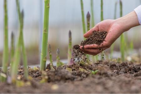 【先行予約】 天空のアスパラガス 「Premium」1kg 【2025年4~5月頃発送】