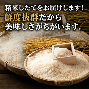 【配送時期が選べる】米 コシヒカリ 10kg 小松島市 令和7年産 精米 白米 お米