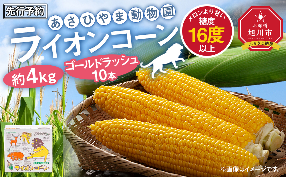 【先行予約】あさひやま動物園ライオンコーン約4kg(ゴールドラッシュ10本)2025年8月下旬～発送開始予定 【 とうもろこし 人気 北海道 糖度 野菜 スイートコーン 産地直送 ゴールドラッシュ コーン 旬 お取り寄せ 旭川市 北海道 送料無料 】_00307