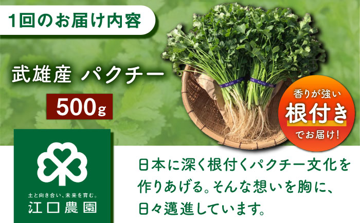 【3回定期便】本場タイ人が認めた パクチー好きのためのパクチー 500g /江口農園[UBF030] 野菜 パクチー 本場のパクチー パクチー定期便 野菜定期便