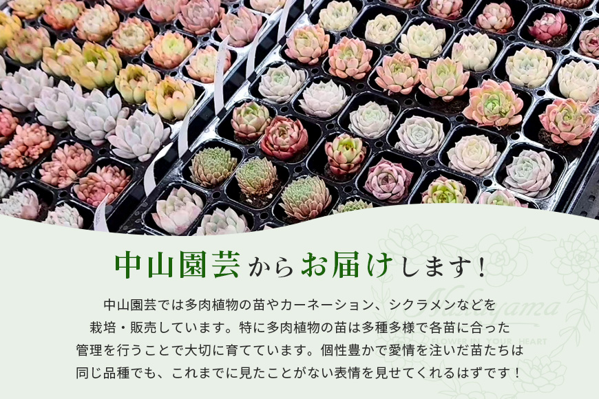 多肉植物 抜き苗 アソート 40セット 詰め合わせ 多肉植物 観葉植物 インテリア 寄せ植え 誕生日プレゼント オシャレ 多肉 観葉 おまかせ セット 植物 苗 種類 色々 ランダム 農園直送 栽培 