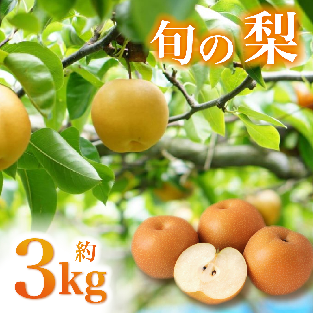 【産地直送】小林市産 旬の梨 3kg（梨 ナシ なし フルーツ 果物 くだもの 限定）