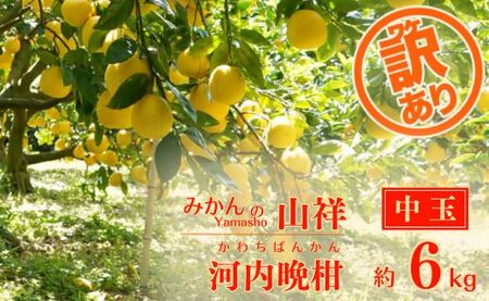 河内晩柑 中玉 6kg みかんの山祥