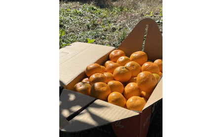 有田みかん LL 5kg ミカン選手権入賞 贈答用 乳酸菌栽培