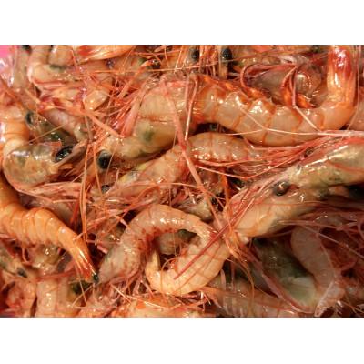 ふるさと納税 八幡浜市 竹中水産の地海老(八幡浜産)2キロ!【F22-267】 |  | 03