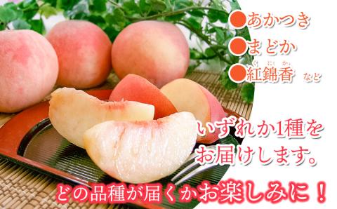 【令和6年産先行予約】 桃 品種おまかせ 5kg(15玉～18玉) 山形県鶴岡市産　株式会社 元青果
