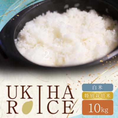ふるさと納税 うきは市 【毎月定期便】UKIHA RICE 白米10kg×3ヶ月(特別栽培米)063-0151x1　全3回