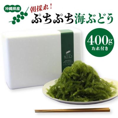 ふるさと納税 糸満市 朝採れ!ぷちぷち海ぶどう400g