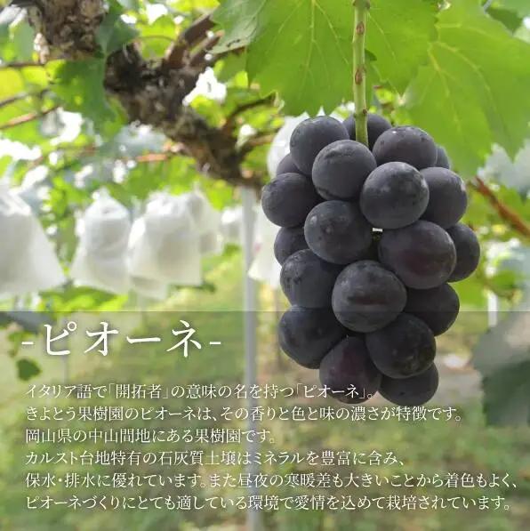 ピオーネ 岡山県産ぶどう 種なし大粒ピオーネ特大2房入1.3kg～ 【KF-B006-03】