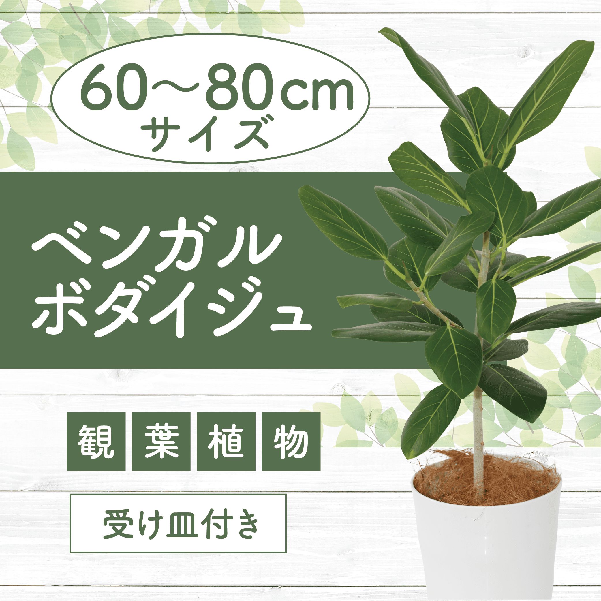 【ふるさと納税】ベンガルボダイジュ（フィカス・ベンガレンシス） 60～80cm｜癒しの観葉植物※北海道・沖縄・離島配送不可※ 観葉植物 植物 鉢付 受け皿付 インテリア 室内 リビング オフィス 玄関 おしゃれ プレゼント ギフト 開店祝い 移転祝い【GreenBase】