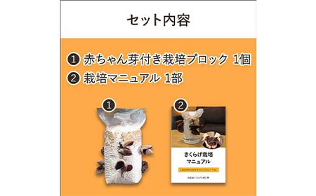 Y201 おうちでかんたん！純国産きくらげ栽培キット