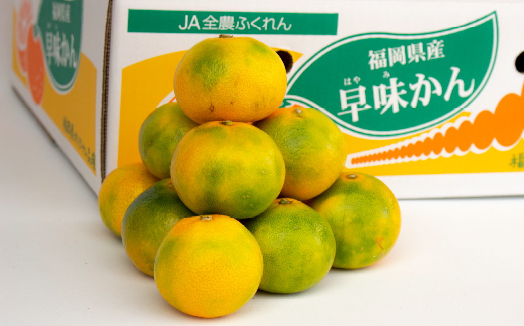福岡県産 極早生みかん 早味かん 約2kg