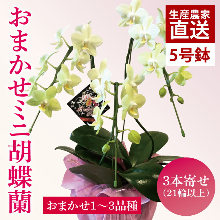 【ふるさと納税】 花 胡蝶蘭 お祝い ミニ胡蝶蘭 蘭 お花 単鉢 3本寄せ ラッピング flower プレゼント 贈り物 ギフト 誕生日 お誕生日 花農家 応援 園芸 ラン 父の日 母の日 敬老の日 コチョウラン 洋蘭 洋ラン 鉢花 観賞用 観賞 厳選 おまかせ 茨城県 鹿嶋市 茨城 鹿嶋