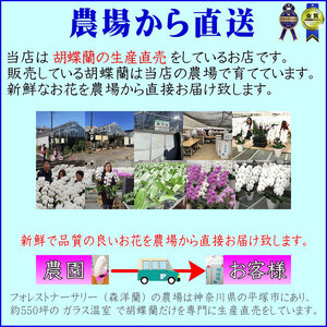 胡蝶蘭 花 【3本仕立て 24輪】 お祝い プレゼント [胡蝶蘭]