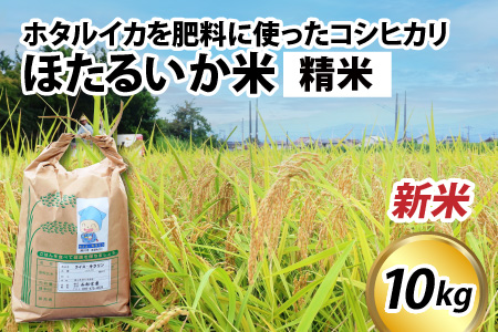 【先行予約】【新米】ほたるいか米（新米/精米１０kg）※25年9月中旬以降順次発送予定