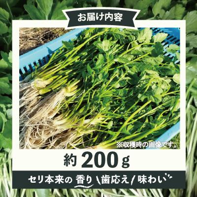ふるさと納税 大館市 セリ 強い香りとシャキッとした歯応え 約200g |  | 02
