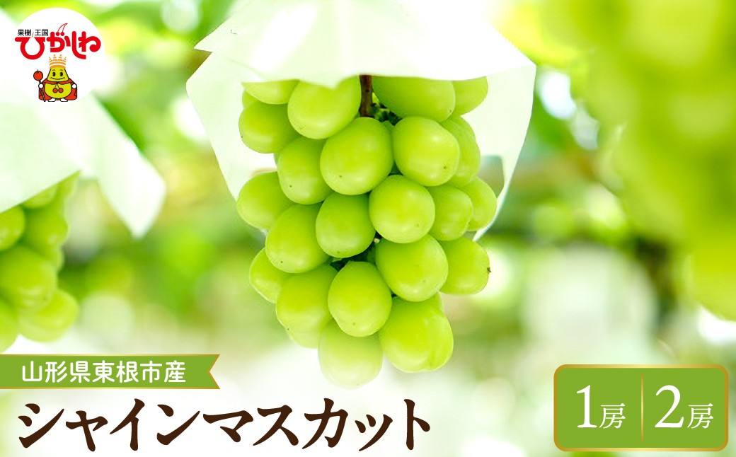 
                  【2026年産】 ≪内容量が選べる≫ シャインマスカット 【約600g(1房入)・約1.2kg(2房入)】 晴天畑提供 山形県 東根市 hi026-053-o
                