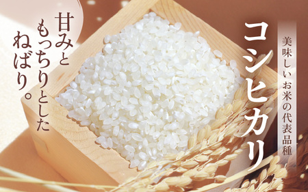 【先行予約】【令和7年産・新米】米 コシヒカリ 計10kg （5kg × 2袋）精米 福井県美浜町産 【2025年12月下旬発送予定】 [m60-c005_12]