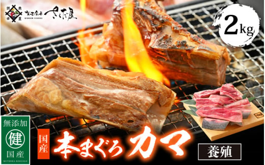 国産 本まぐろ カマ 2kg まぐろの王様！ふっくらジューシー 抜群の脂乗り 定番の塩焼きや煮つけにおすすめ！ 【 鮪 マグロ おつまみ BBQ バーベキュー グルメ お取り寄せ 冷凍 】 [e04-