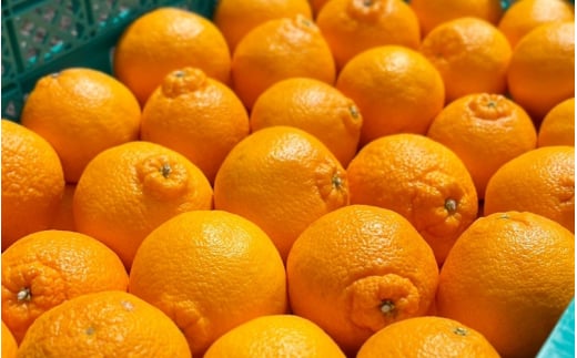 【先行予約】【数量わずか】樹上完熟しらぬい（不知火） 約2kg(6個) 秀品 2026年2月末～2026年4月中頃に順次発送予定（お届け日指定不可）/ 和歌山 みかん しらぬい 不知火 フルーツ 柑橘