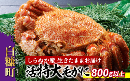 しらぬか産 活特大サイズ毛がに【800g以上】_I075-0564